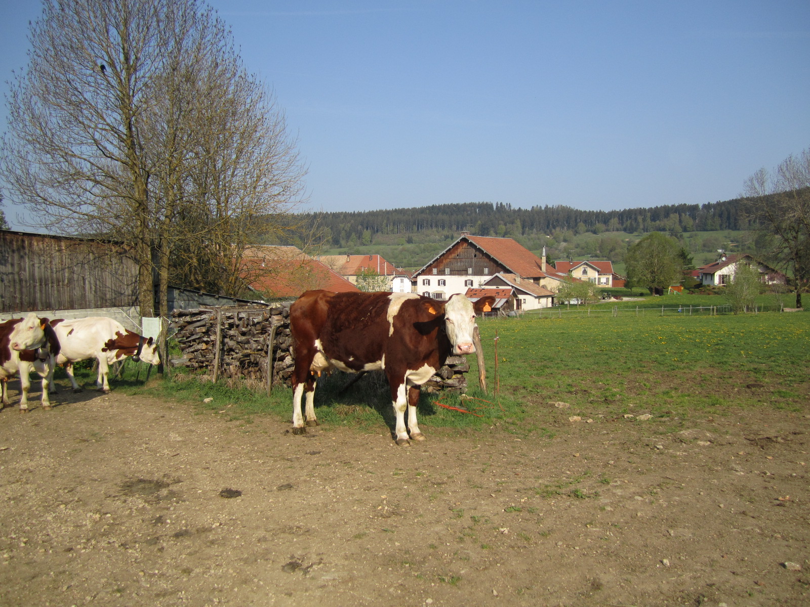 des vaches